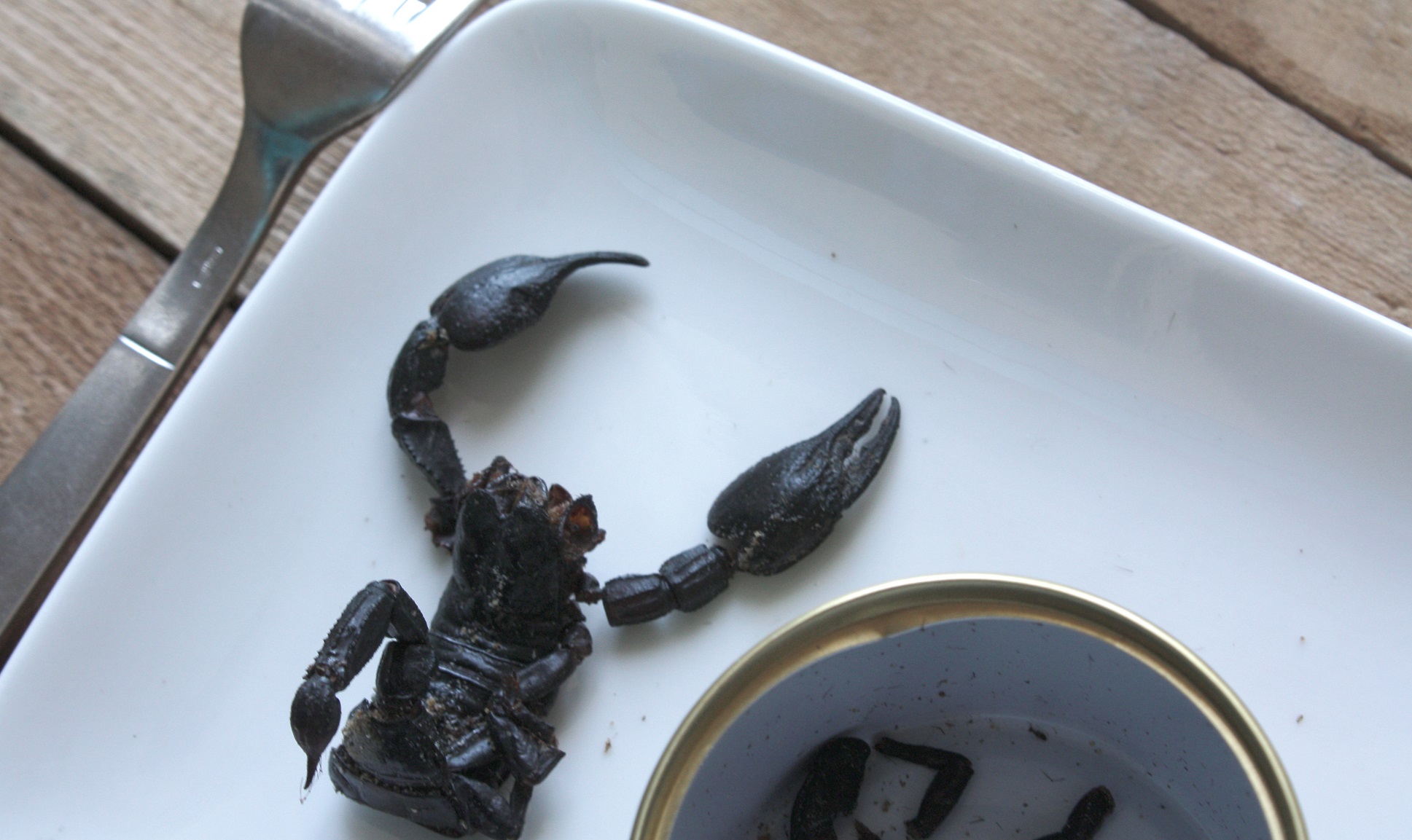 Des scorpions comme animaux de compagnie