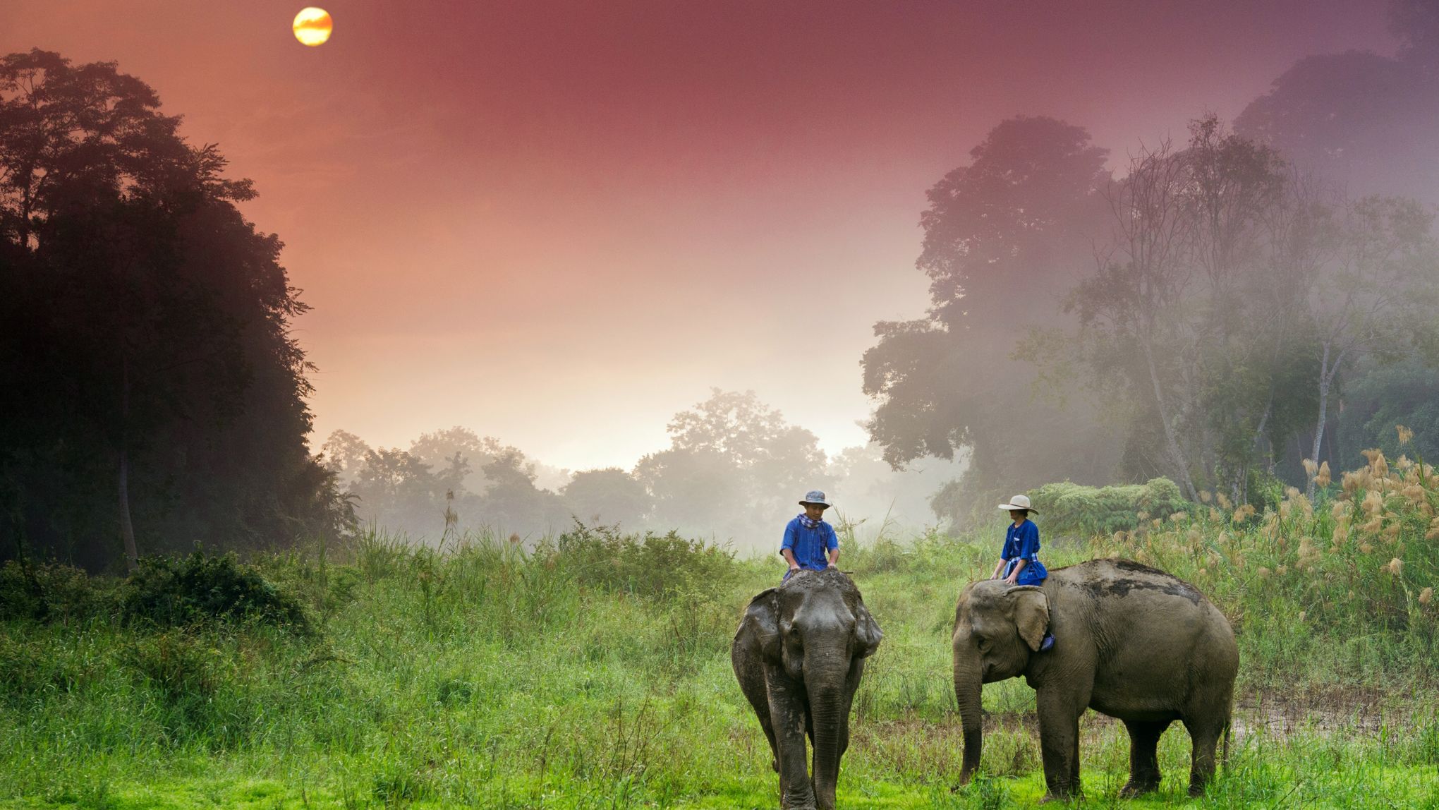 Un hospice pour éléphants ouvre en Thaïlande