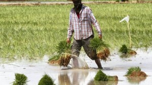 la-thailande-perd-sa-place-de-premier-exportateur-de-riz