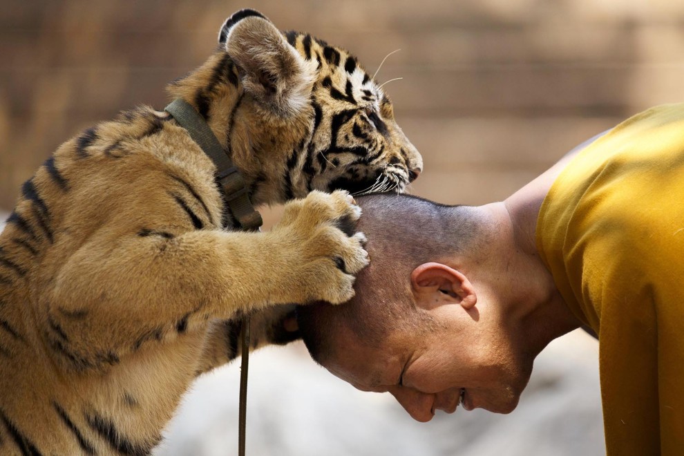 A Buddhist monk plays with a tiger 