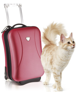 chat-valise