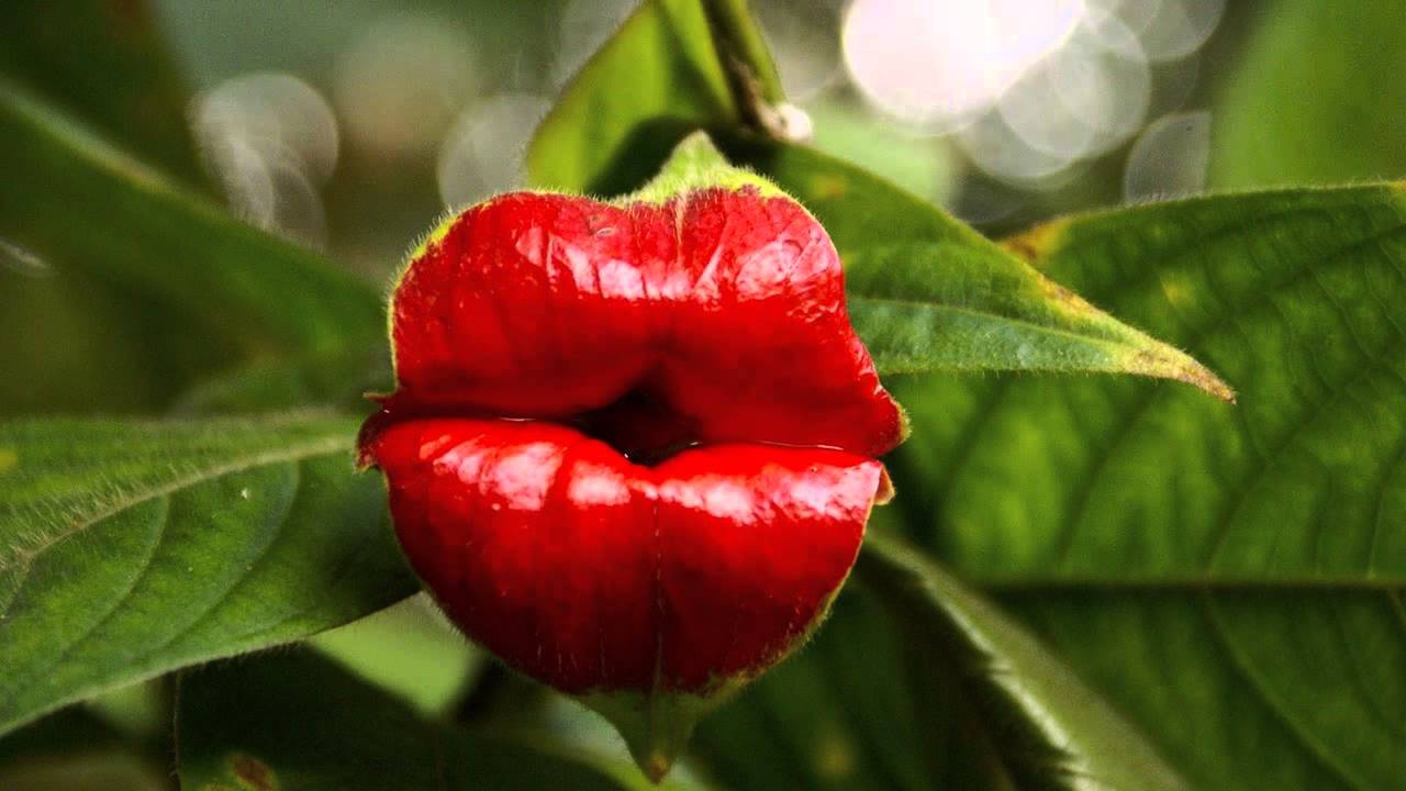 Top 5 des fleurs insolites de Thaïlande