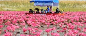 thailande lac nenuphars rose