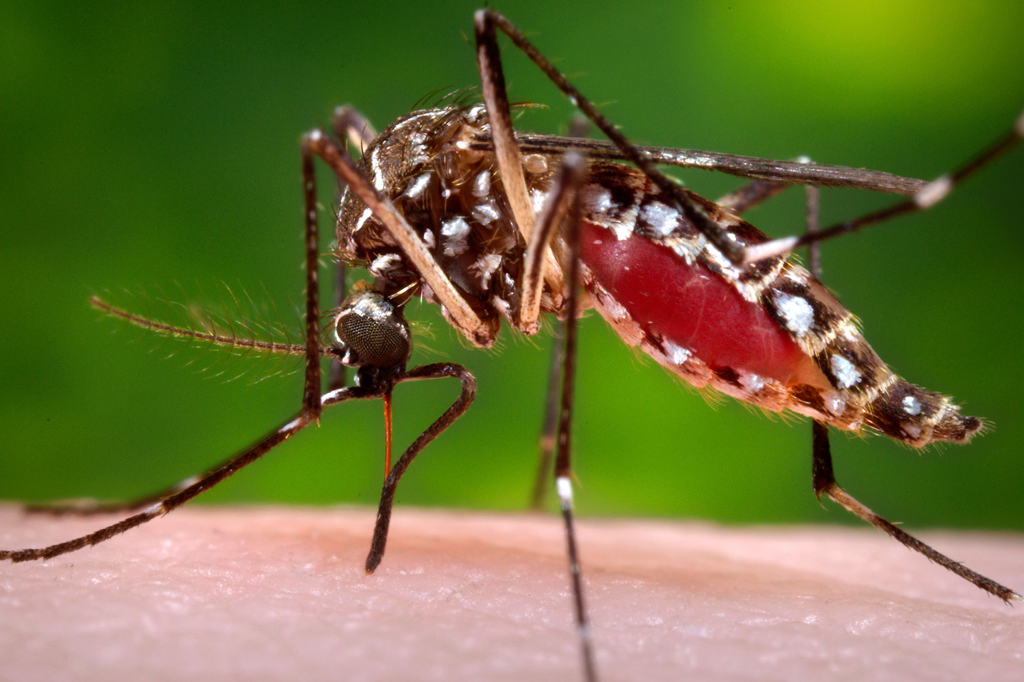 Communiqué de l’Ambassade : virus Zika