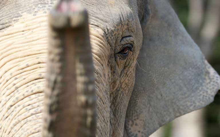 A la rencontre des éléphants en Thaïlande