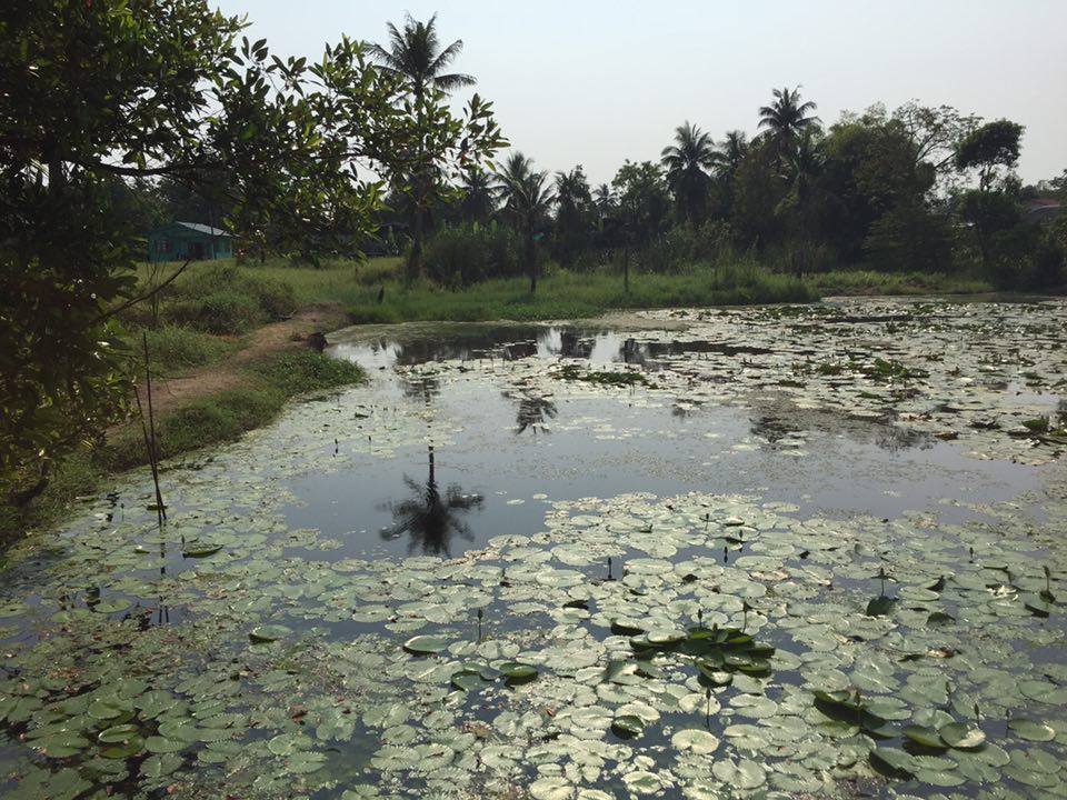 [BANGKOK] Koh Kret, une Île Sauvage en Plein Cœur de la Capitale