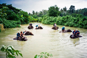 Pattaya Elephant Village