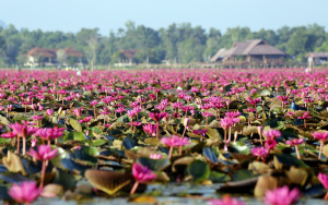 Les lacs de Thale Noi et Songkhla