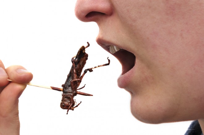 Vous reprendrez bien quelques grillons ?