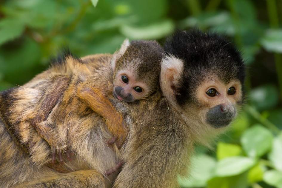 Guide pratique : cohabiter avec les singes