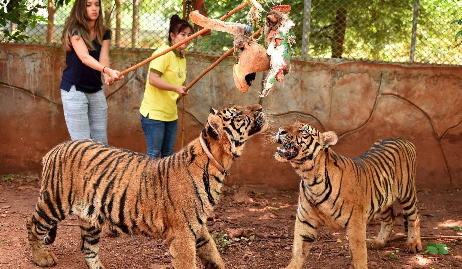 rencontre avec les tigres thailande rencontre homme ille et vilaine