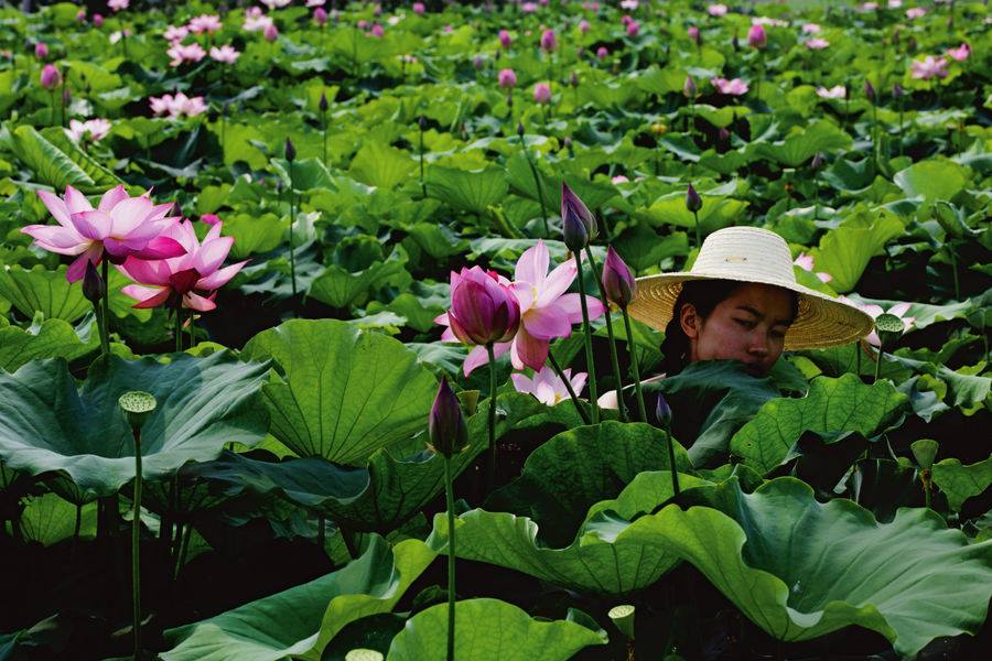 Le lotus royal versatile dans la cuisine thaïe