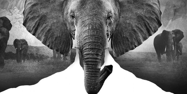 L’exposition très temporaire “Voyagez sans ivoire” de WWF à Bangkok