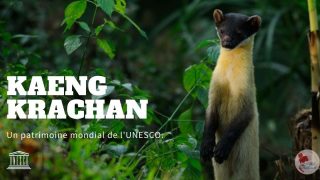 Le complexe forestier de Kaeng Krachan, ajouté au patrimoine mondial de l'Unesco