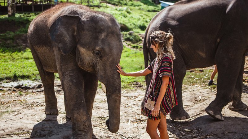 Comment voir des éléphants de manière responsable en Thaïlande 