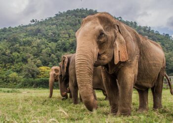 Comment voir des éléphants de manière responsable en Thaïlande ? cover