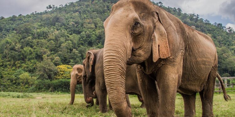 Comment voir des éléphants de manière responsable en Thaïlande ? cover