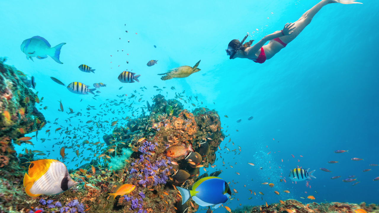 Protection des Récifs Coralliens en Thaïlande