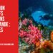 Protection des Récifs Coralliens en Thaïlande : Nouvelles Mesures pour un Tourisme Durable en 2025