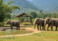 Top 10 des refuges animaliers : Choisir un sanctuaire éthique en Thaïlande en 2026 cover