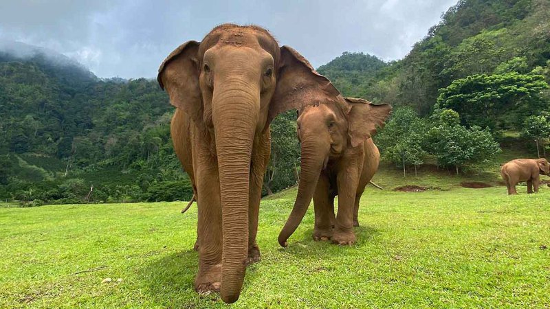  Choisir un sanctuaire éthique en Thaïlande en 2026