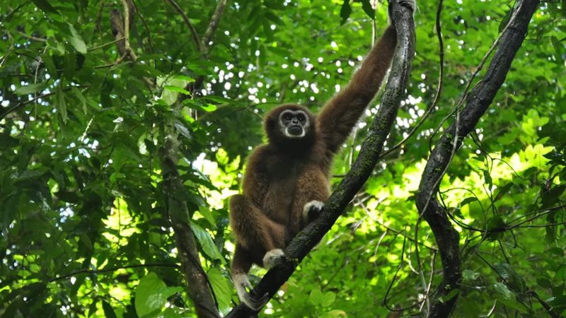 Choisir un sanctuaire éthique en Thaïlande en 2026 