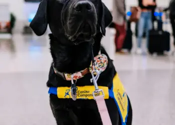 Voyage en Thailande avec un chien sur la plage pour un projet d expatriation