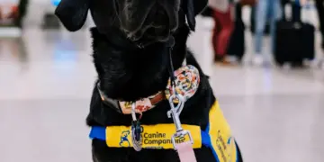 Voyage en Thailande avec un chien sur la plage pour un projet d expatriation