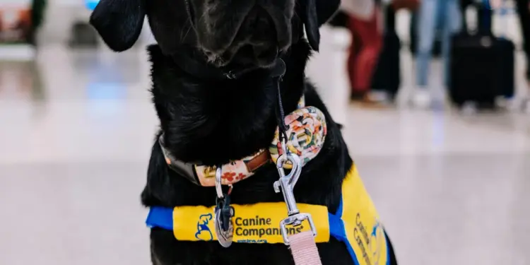 Voyage en Thailande avec un chien sur la plage pour un projet d expatriation