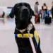 Voyage en Thailande avec un chien sur la plage pour un projet d expatriation